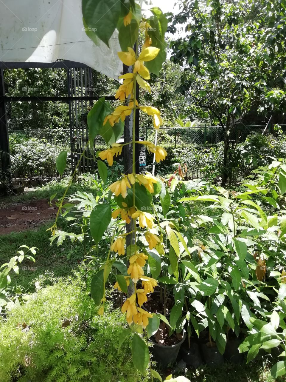 Beautiful sceneries at the botanical Garden #. Flowers