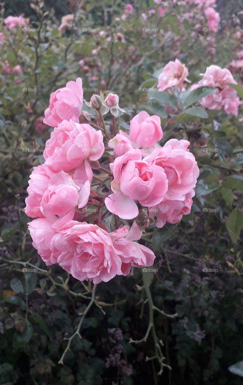 pink multiflower roses after rain