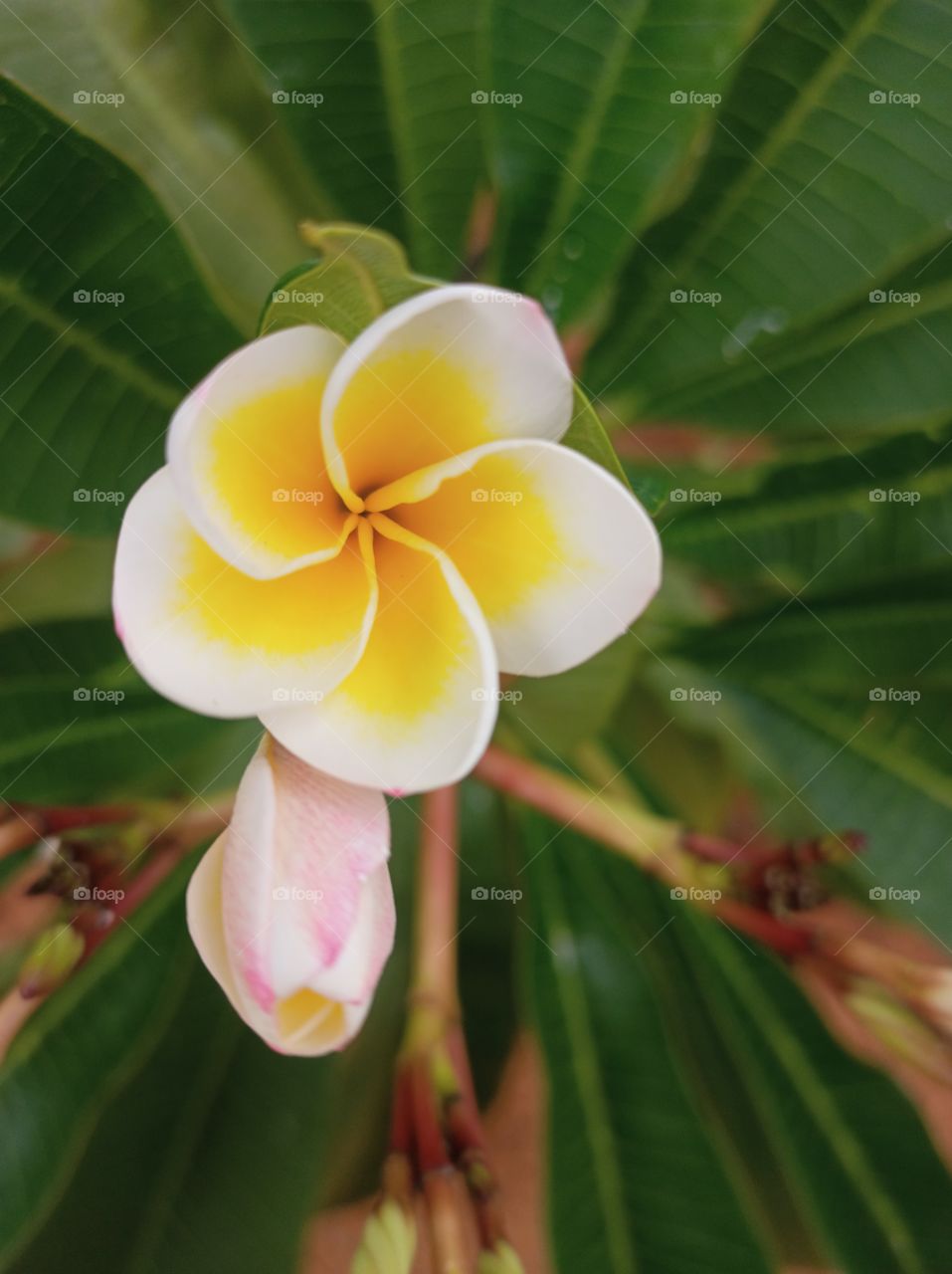 Portrait of a flower 
blooming flower with bud