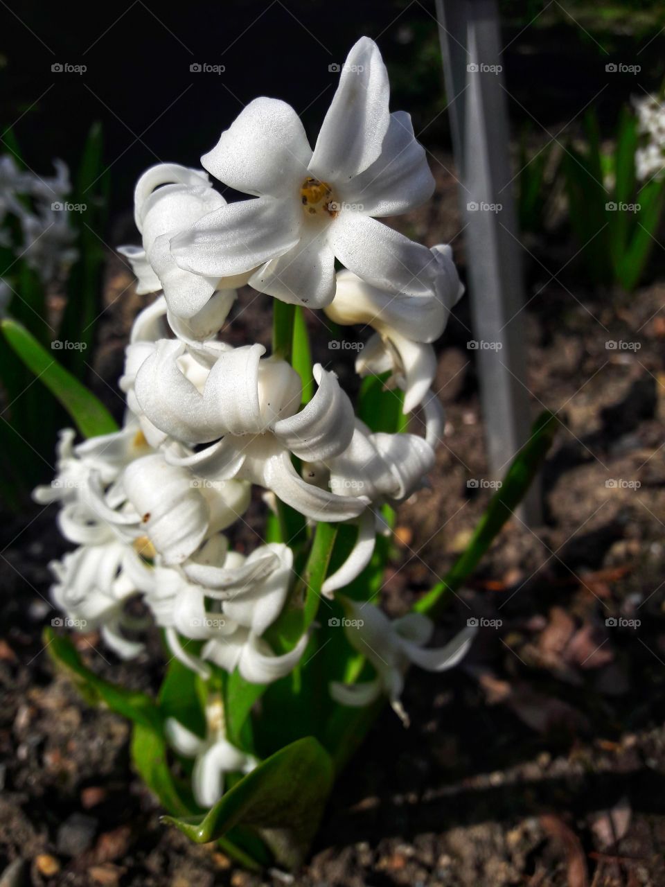 spring flower day outdoor