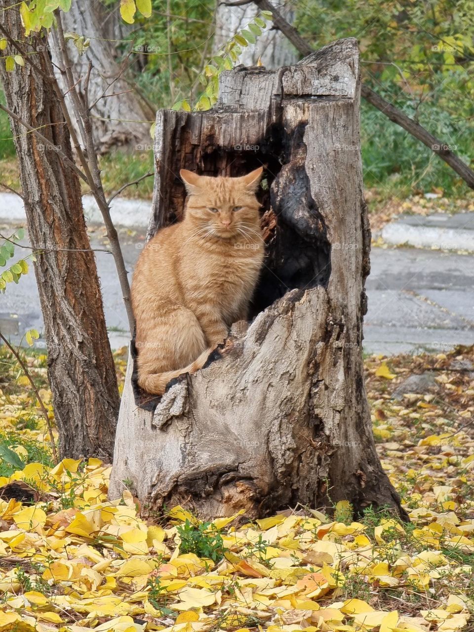 Wild cat "poses" unexpectedly in hollow tree trunk, surrounded by colored autumn leaves