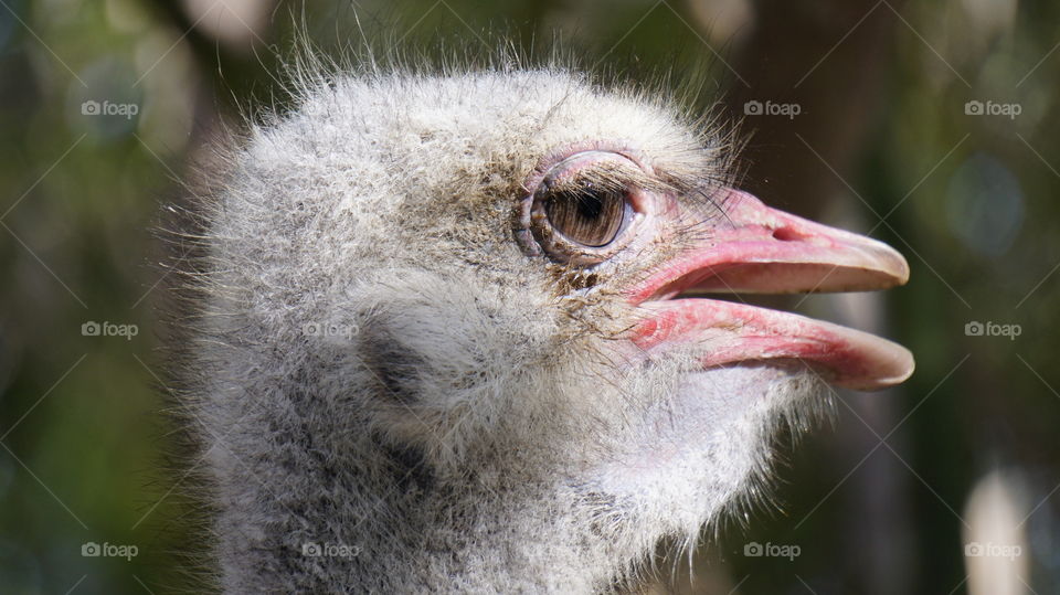 look of an ostrich