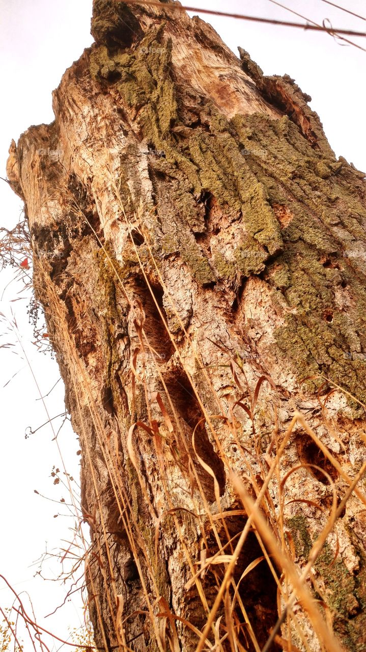 Close up, tree stump