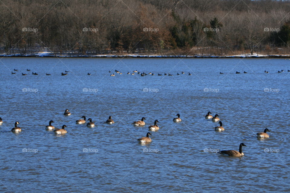 Lake in January 