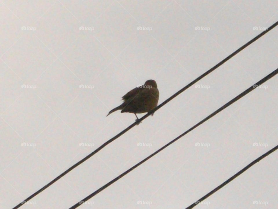 Solitário a observar seu destino no horizonte.