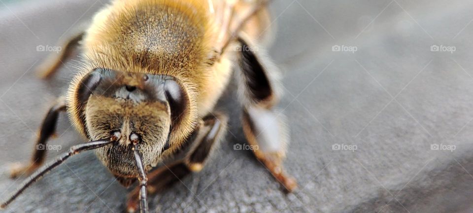 Bee up close