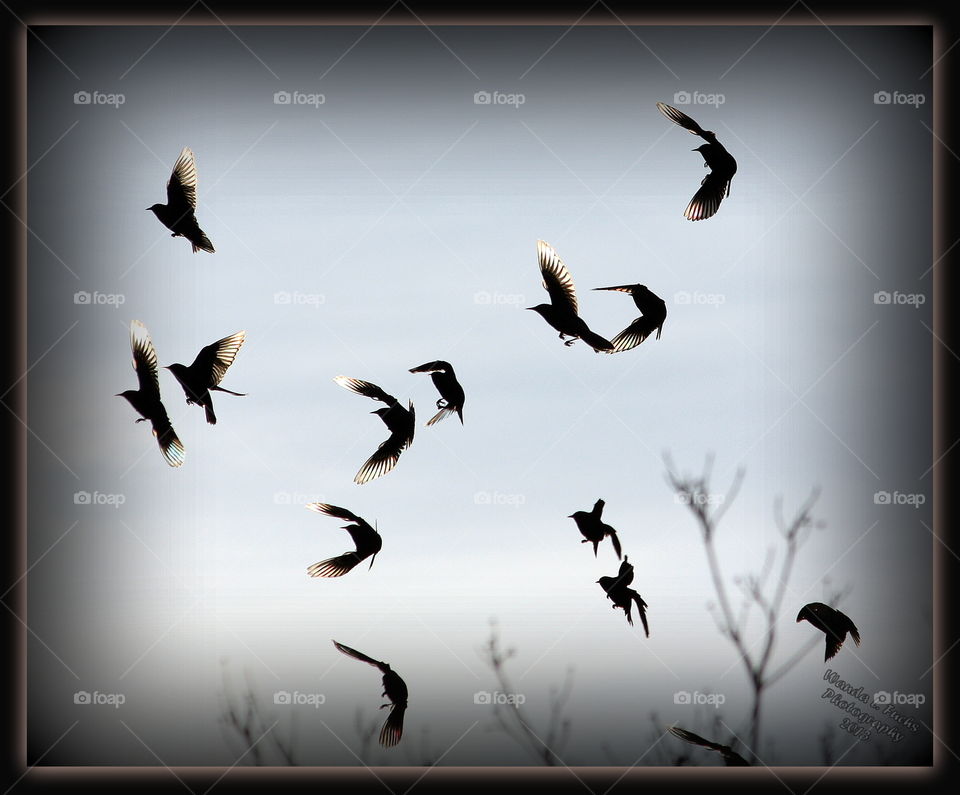 Bird, Fly, Flight, Goose, Wildlife