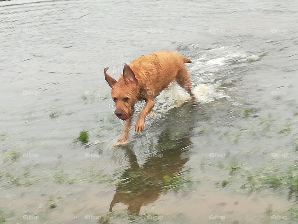 Running on water