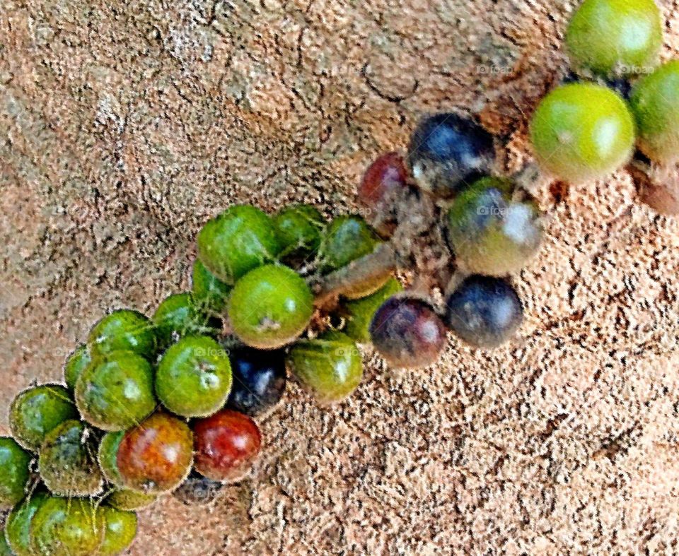 Fruits