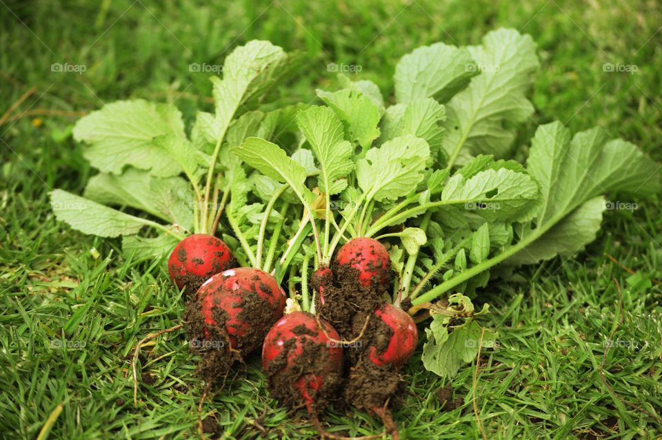 radish harvest