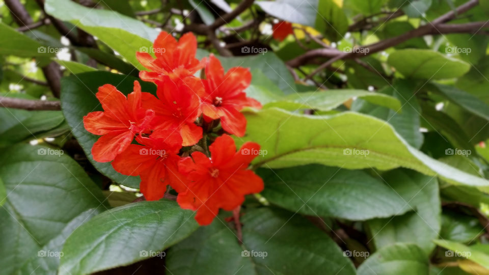 Red is always center of all eyes like this blooming Cordia flower contrast with green background.