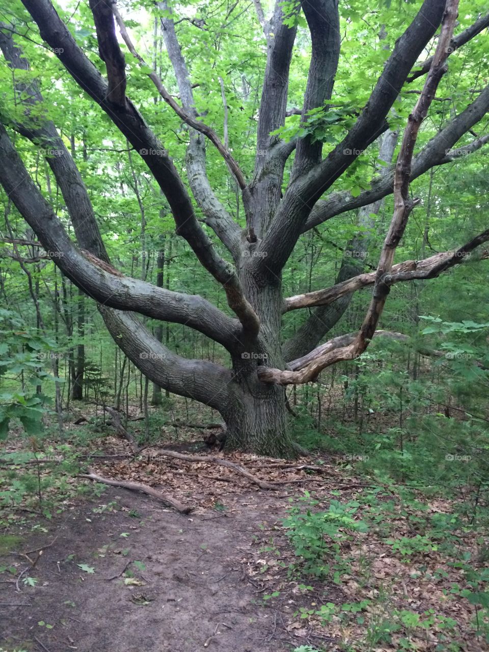 Crazy tree