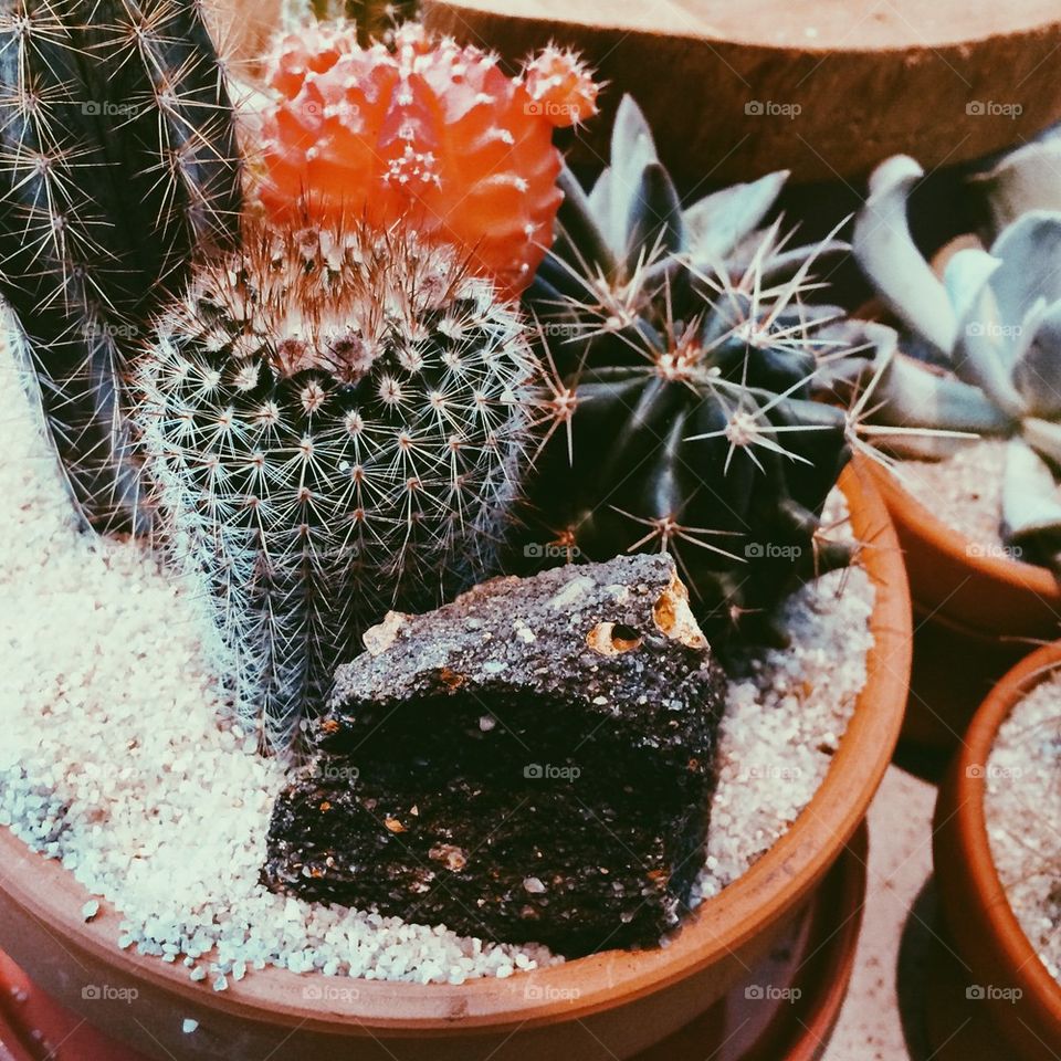 Multi cactus