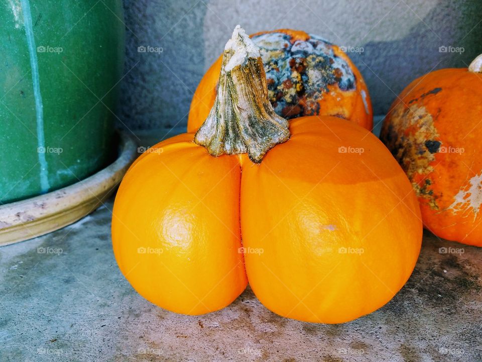 Halloween Twin Pumpkin