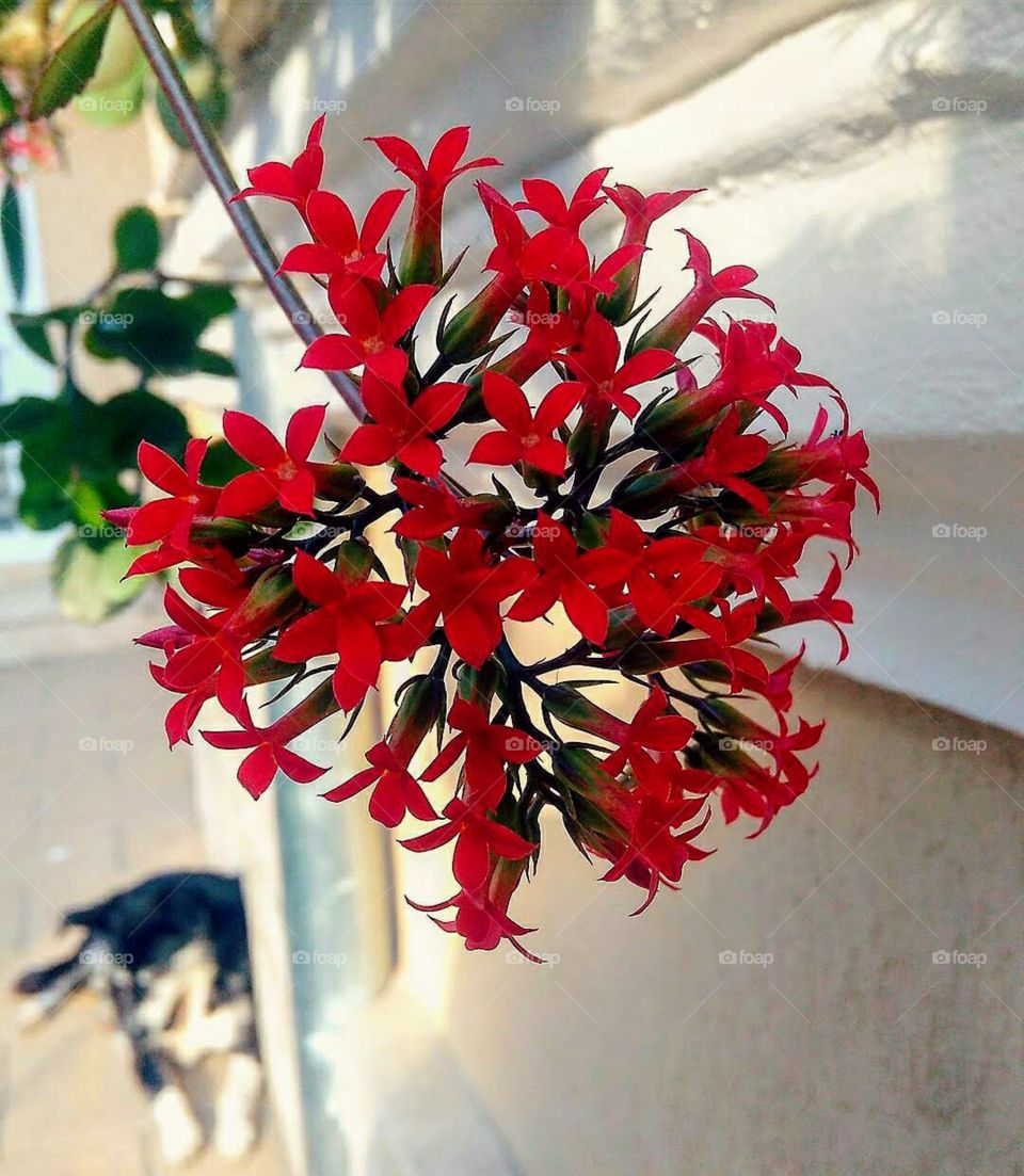 Red flower
