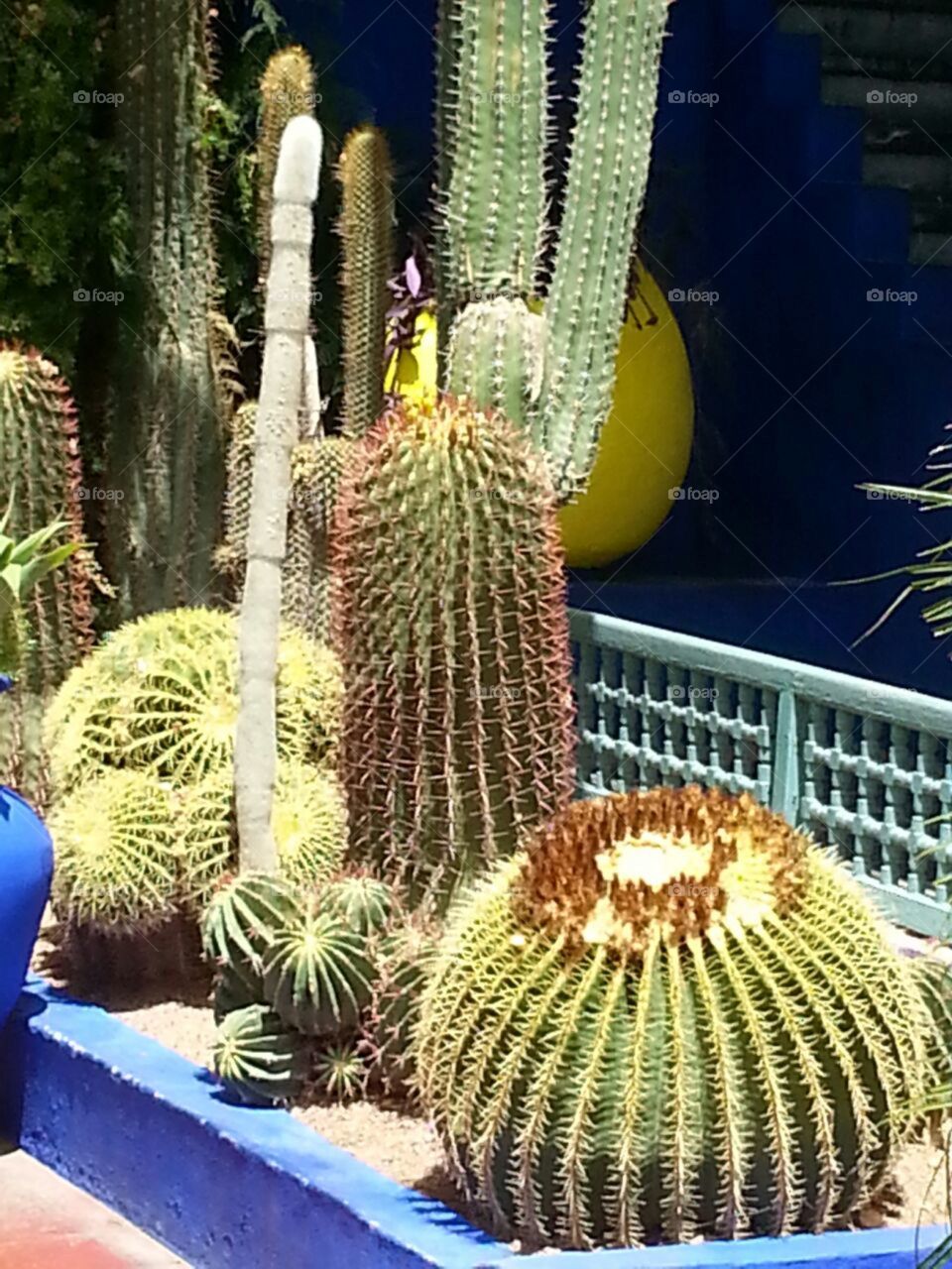 Beauty Cactus