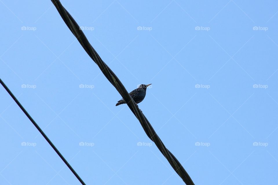 Starling on a wire