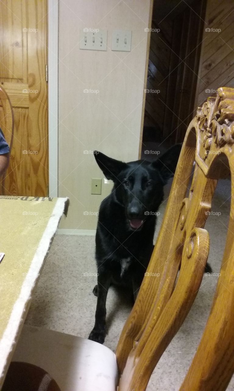 Black German Shepherd sitting