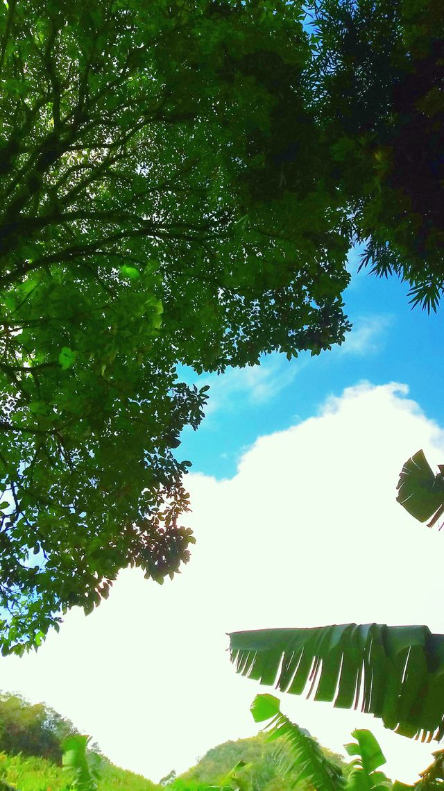 CÉU ÁRVORE NUVENS
