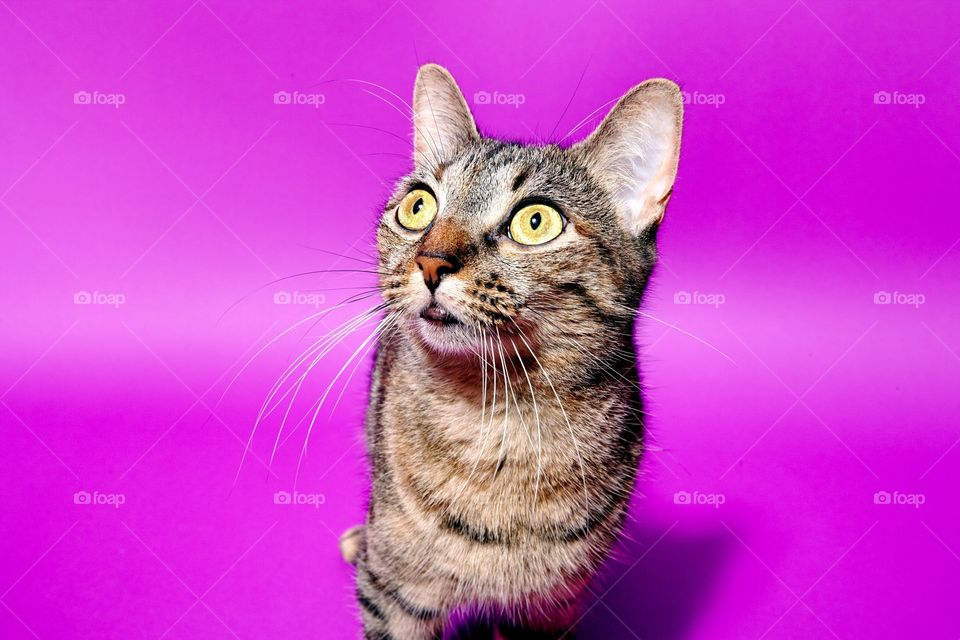 A tabby cat on pink background