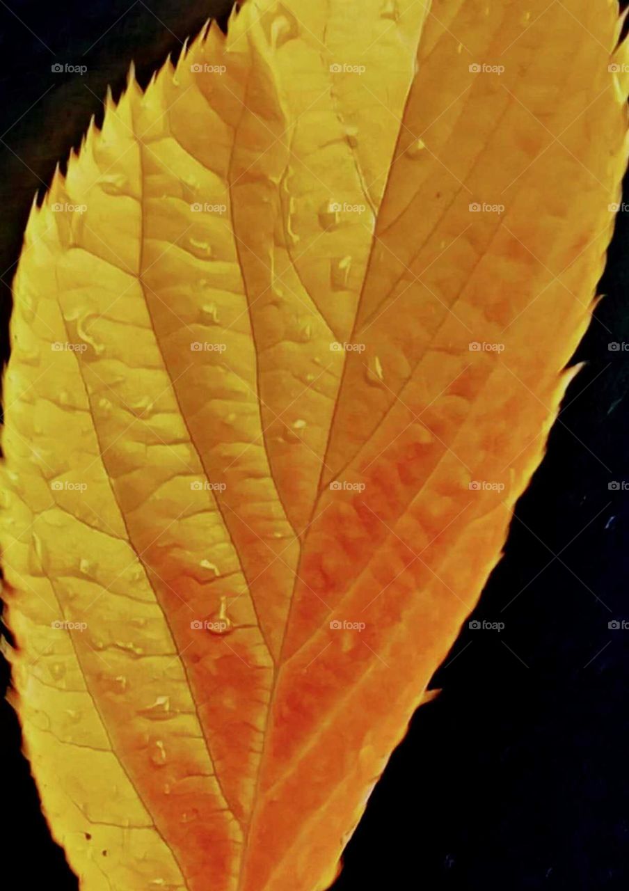 Close up of a yellow leaf with water droplets.Beauty in details.