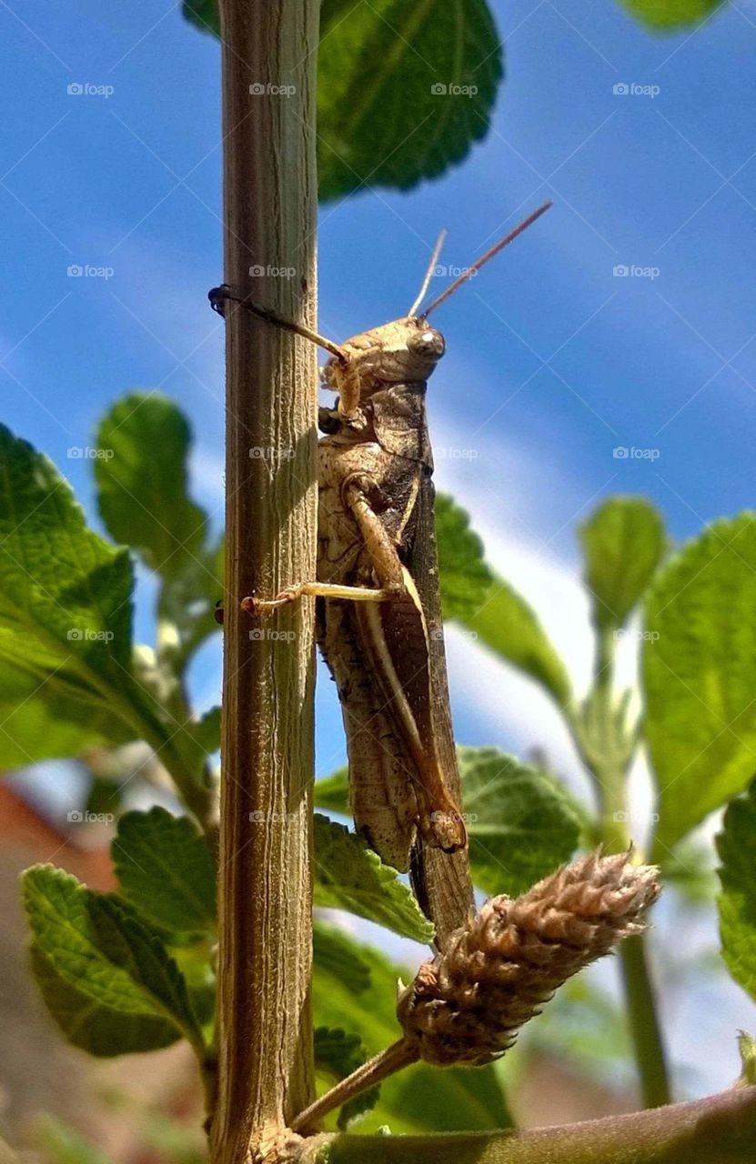 Grasshopper gafanhoto