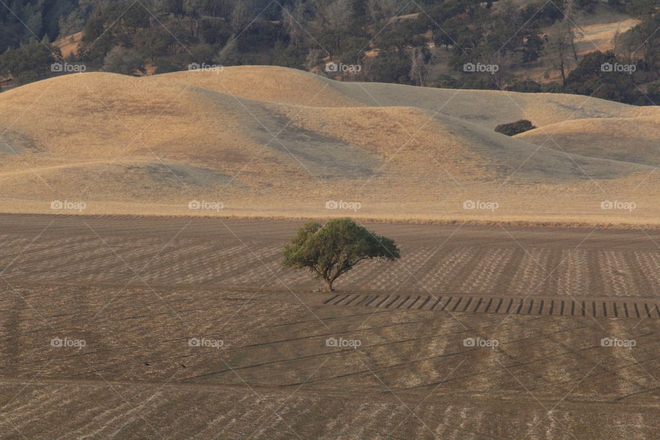 Single Tree landscape