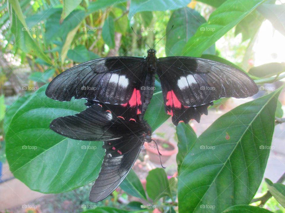 Ruby spotted swallowtail butterflies