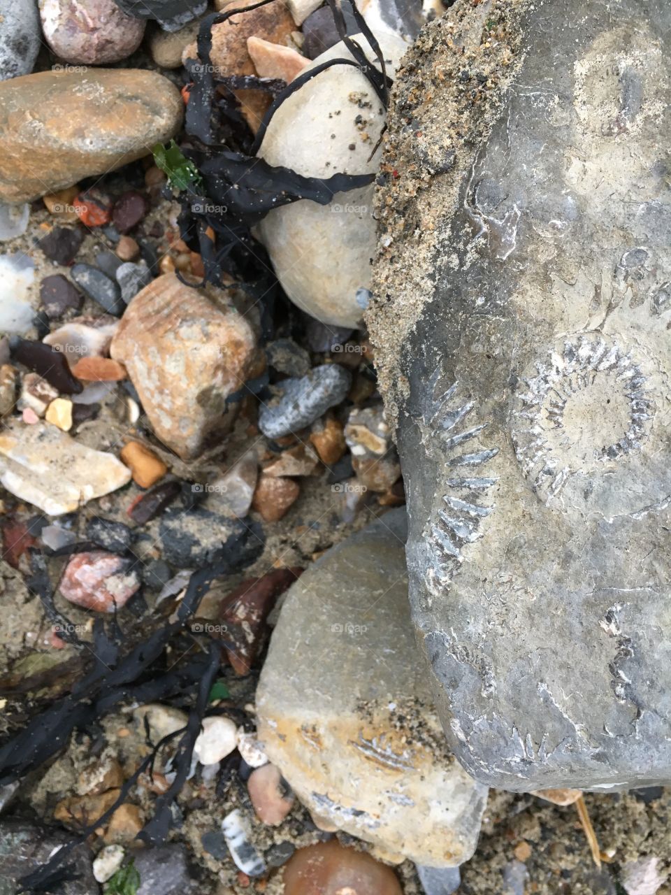 Fossil embedded in rock. 