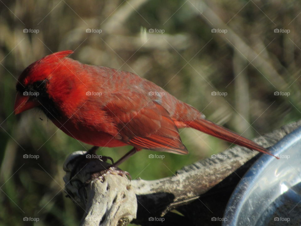Cardinal