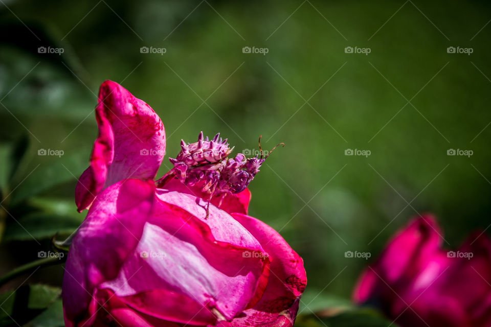 pink praying mantis on a rose