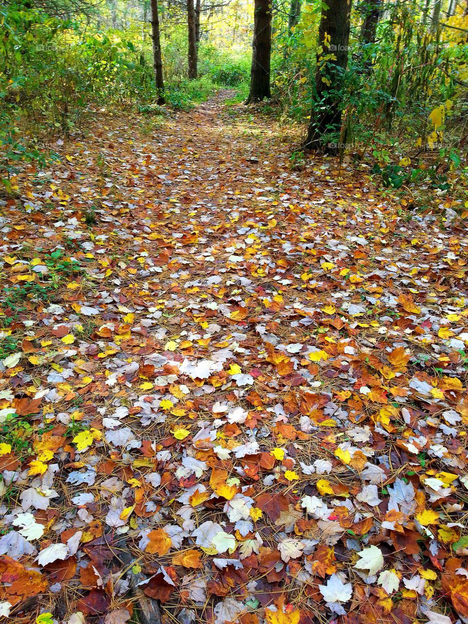 A leaf pathway