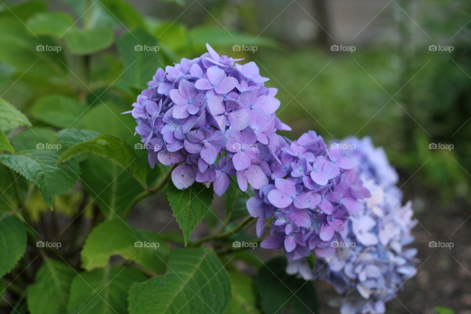 Blooming purple flower 