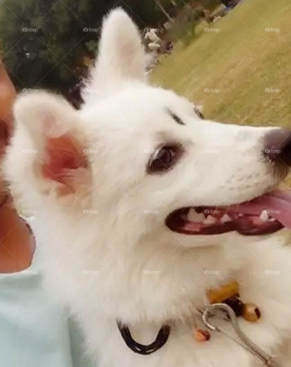 my most beautiful and cute dog.