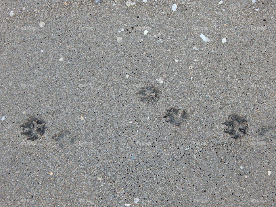 Paw prints in the Sand