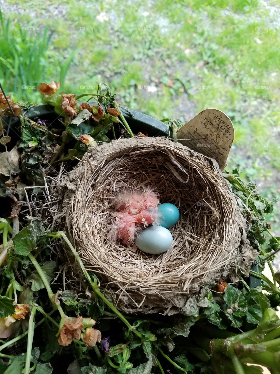 robin eggs hatching