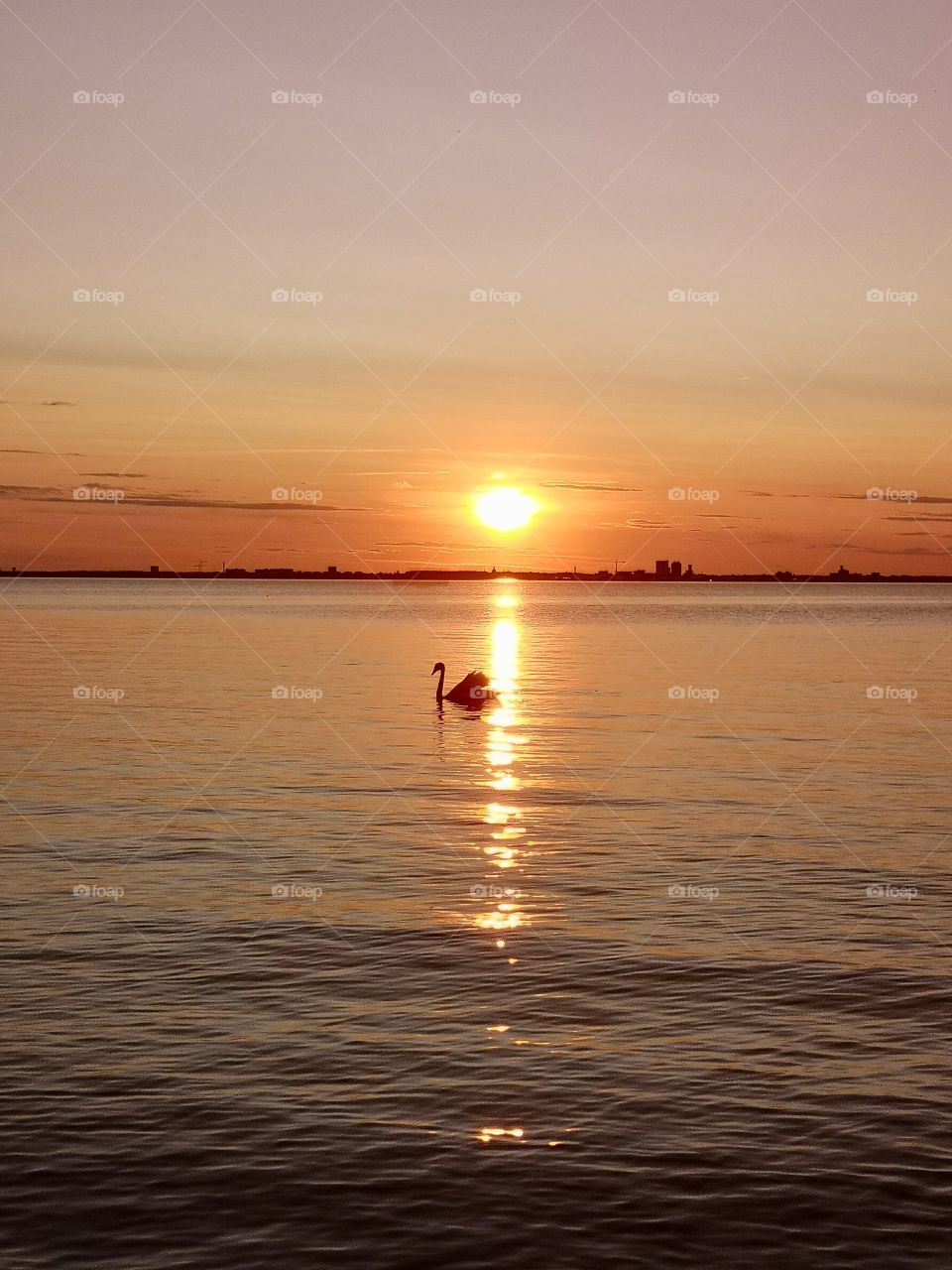 Sunset over ocean with swan