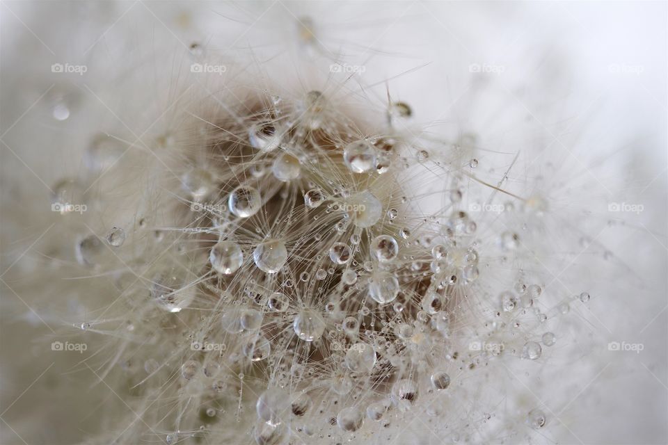 Dried dandelions with water drops