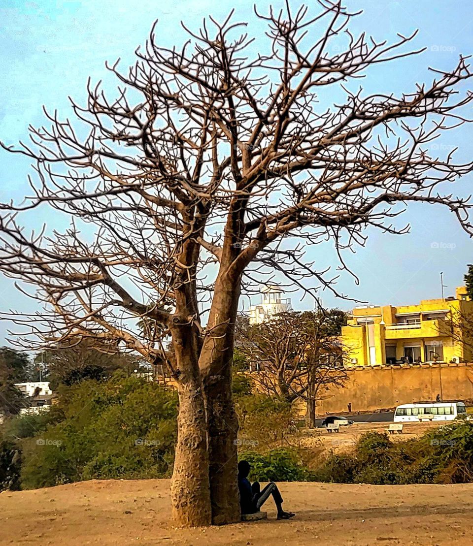 sunset on the tree of life