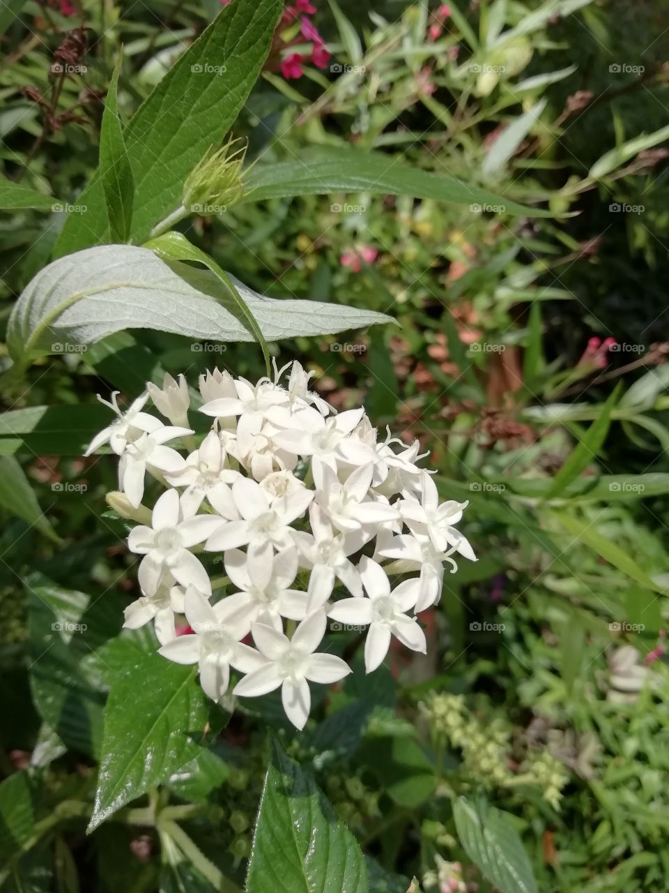 It's a great day of meeting these beautiful ladies #flowers