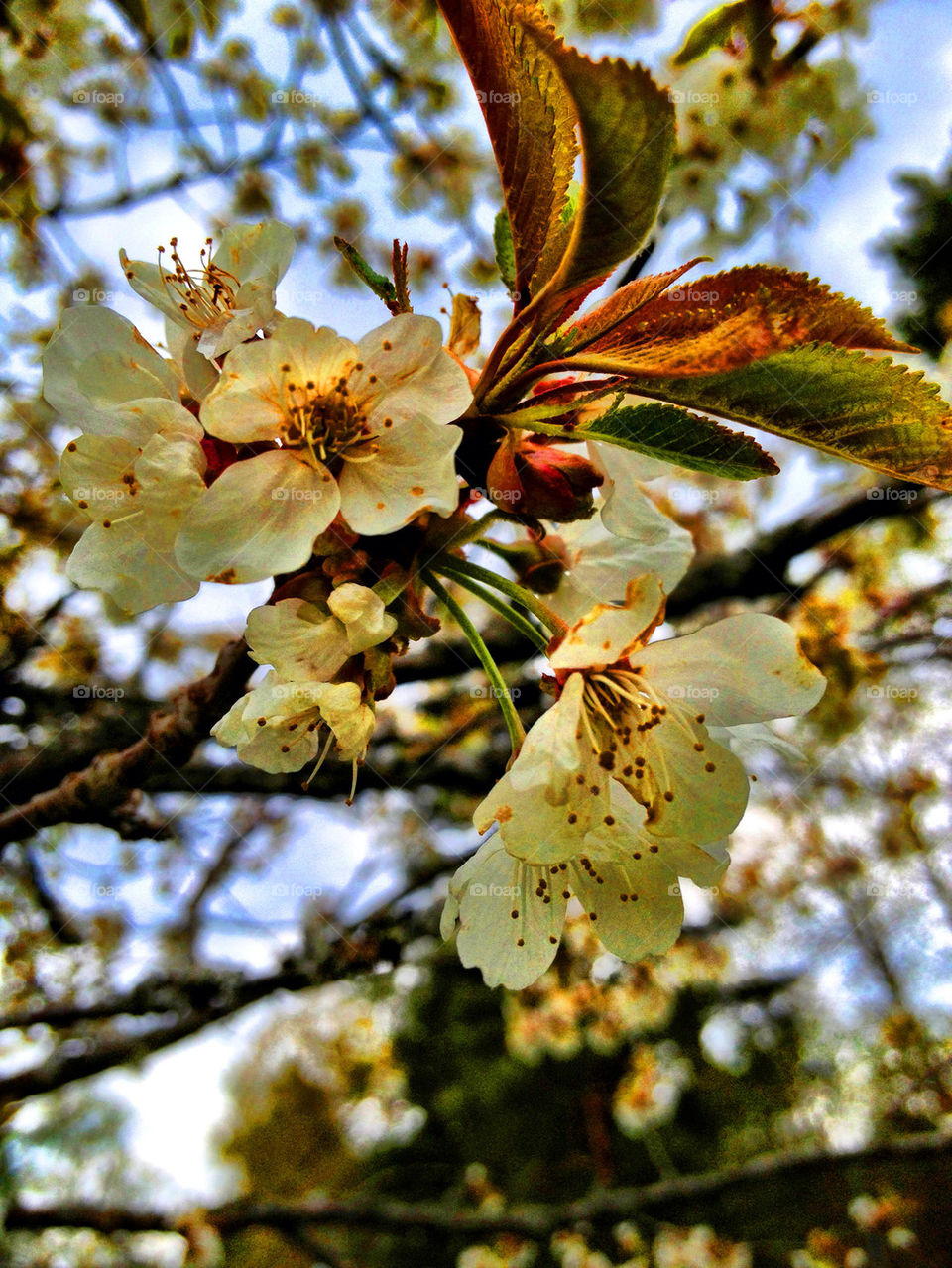 Close-up of flowers