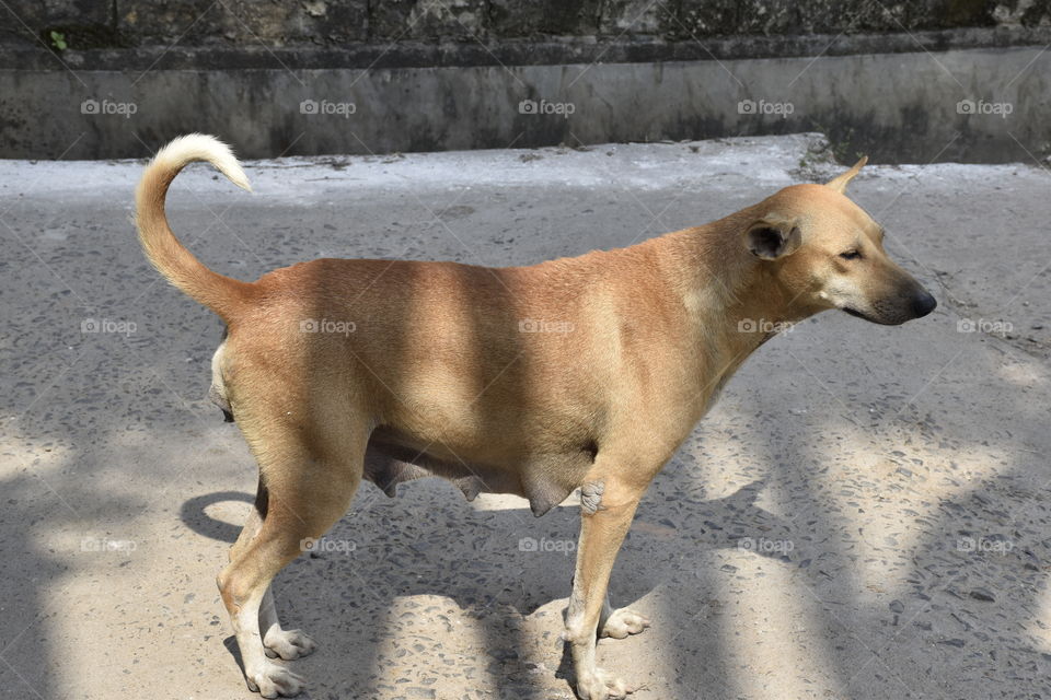 the street dog
