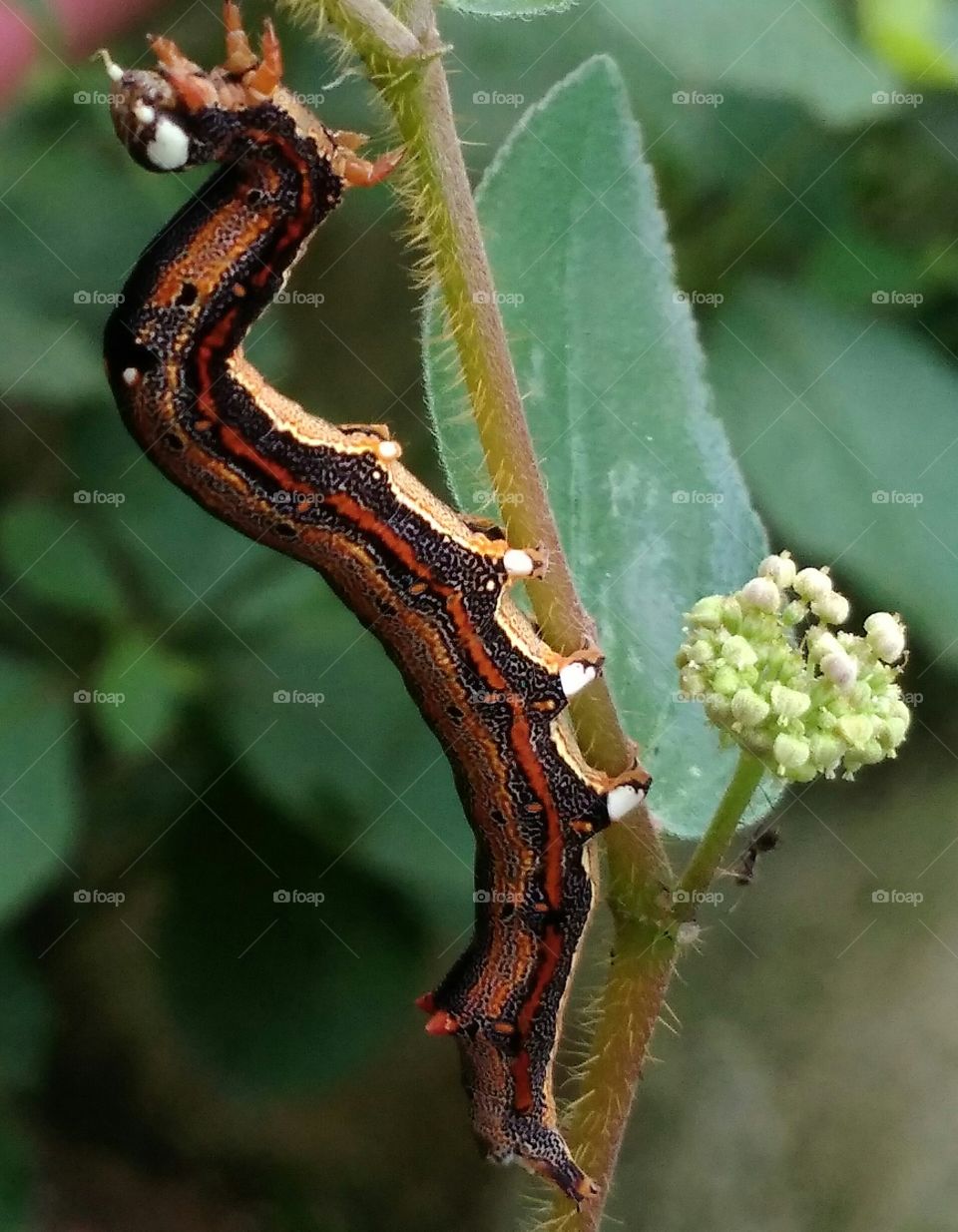 कमला ( caterpillar)