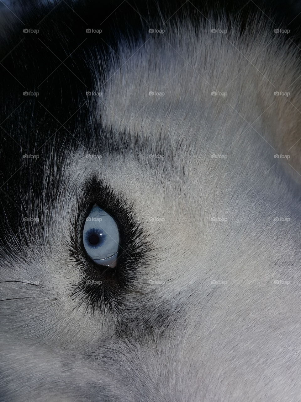 ice eye hasky dog