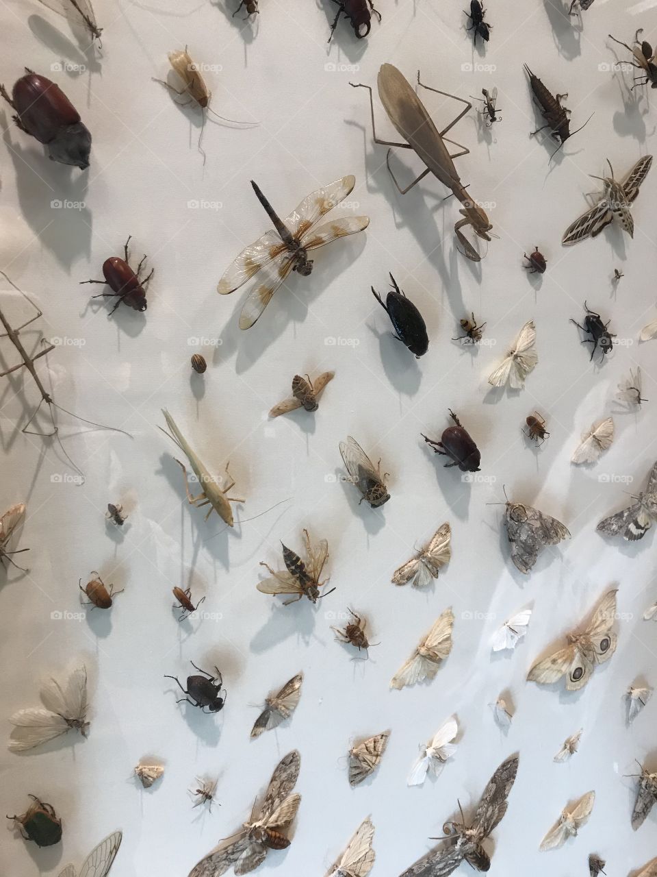 Collection of creepy crawlers 