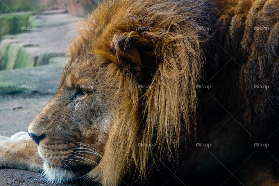 Close-up of lion