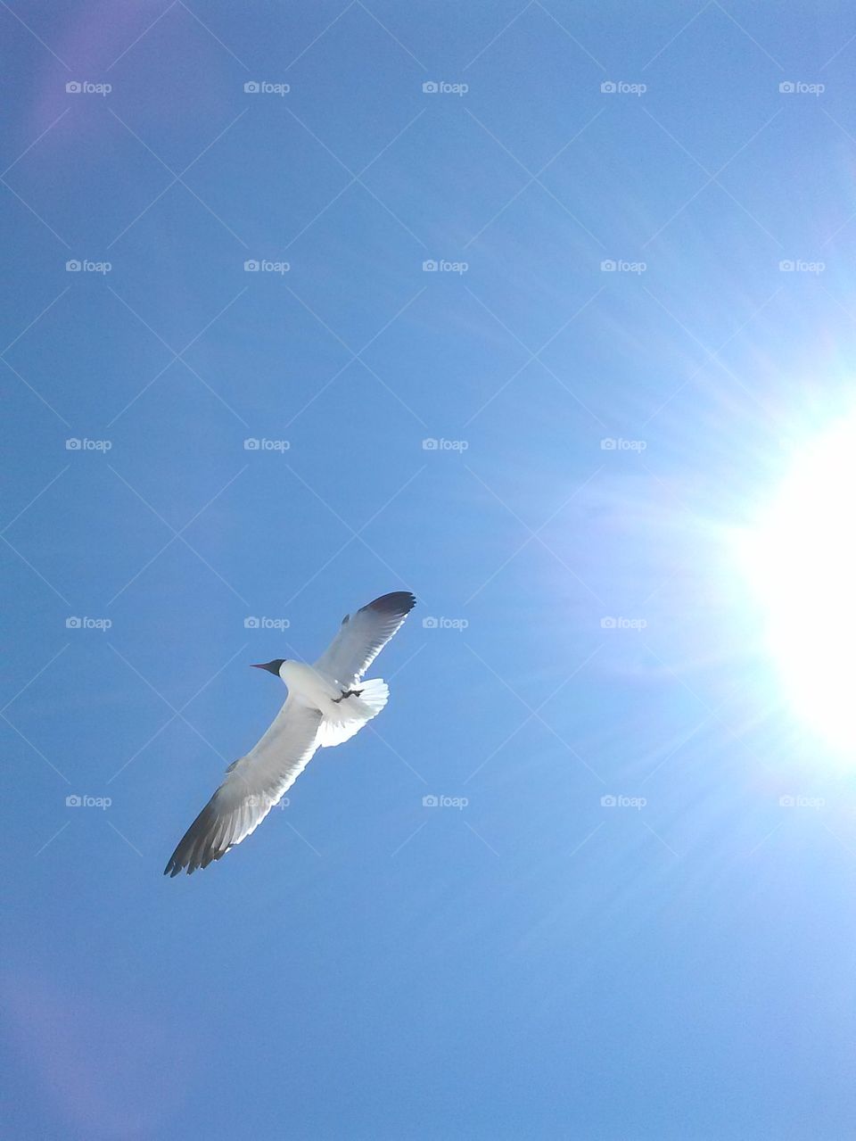 seagull 3