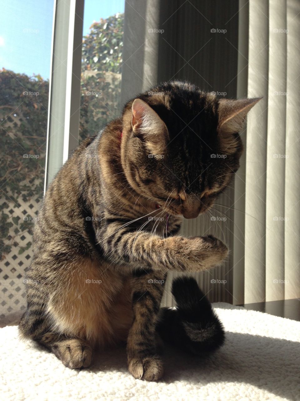 Rosie inspecting her paw