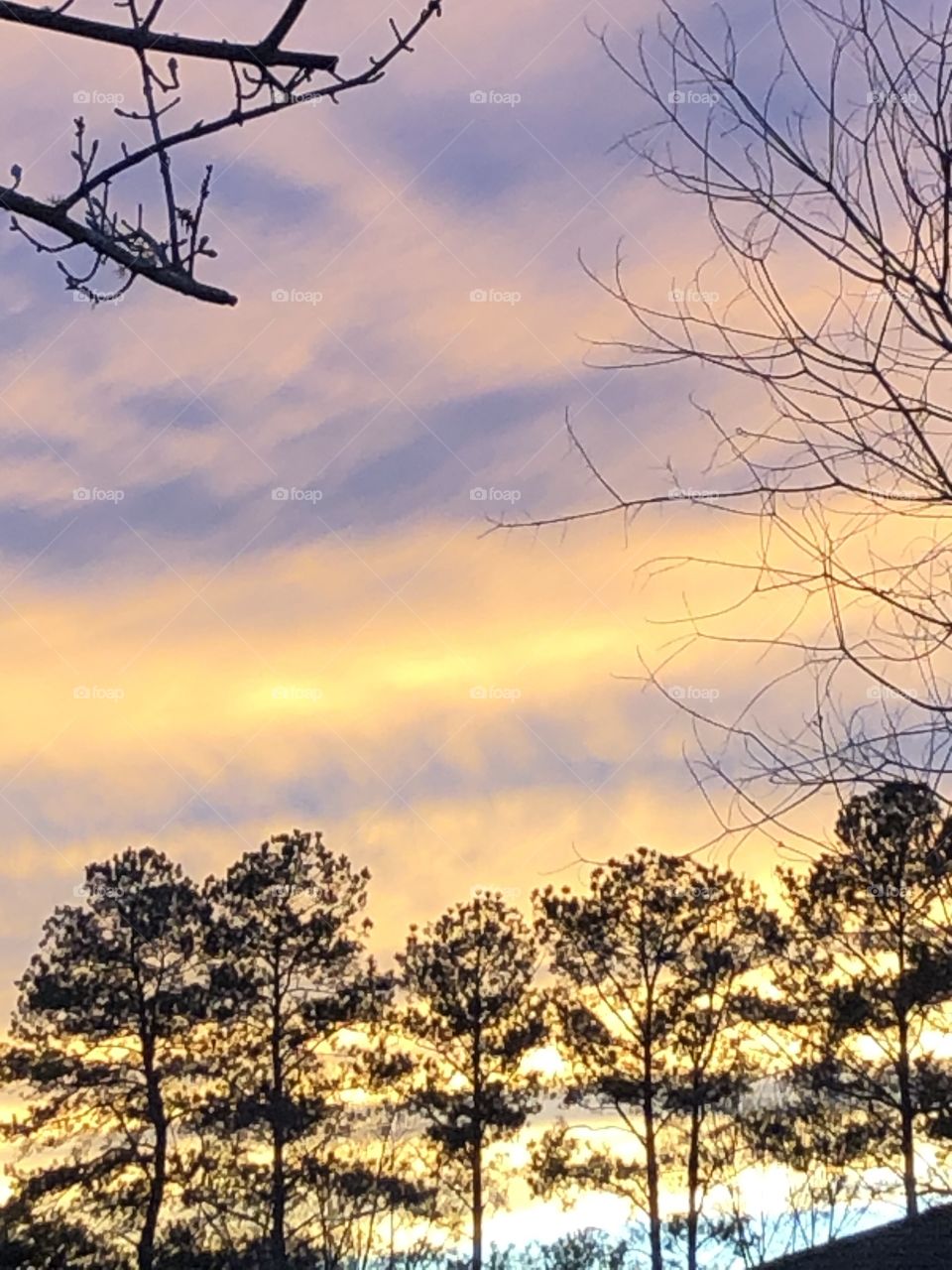 Sunset of lavender and gold with lacy trees in the background. 