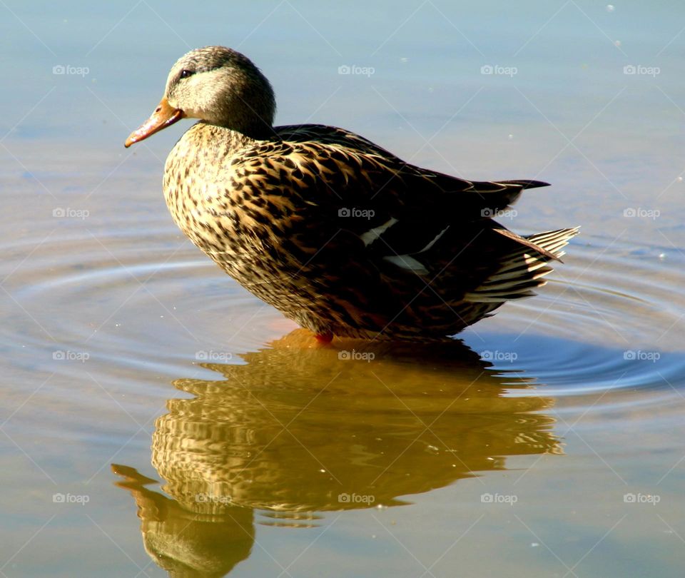 Mallard Duck Reflection in Water